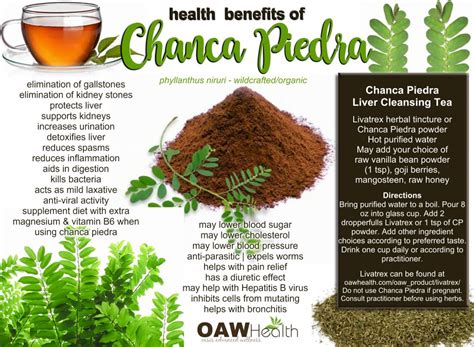 Chanca Piedra Herbal Benefits .